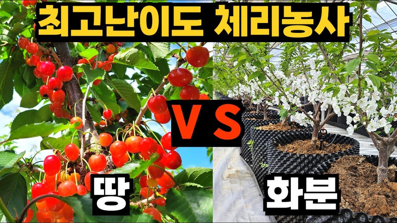 최고난도 체리농사 11년, 땅 vs 화분 최종 결론