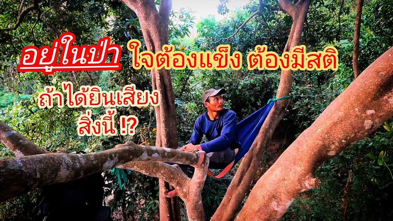 ใครไม่เคยได้ยินเสียงแบบนี้ ? วิ่งป่าราบแน่ !! ใจต้องแข็ง ต้องมีสติ เสียงร้องของนกทืดทือ 15/02/69