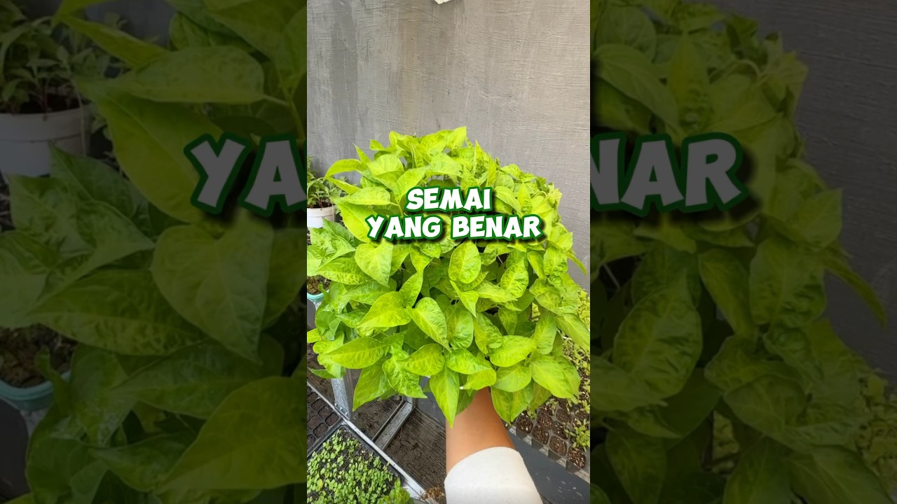 Tips Sukses Semai Cabe Anti Gagal