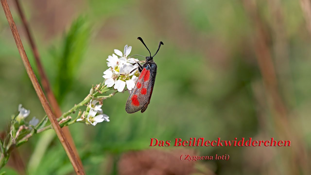 Das Beilfleckwidderchen