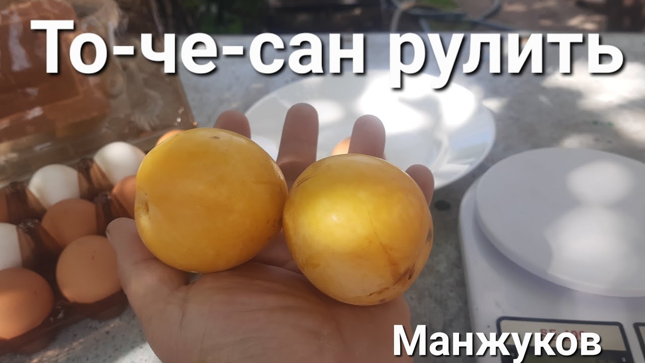 То-че-сан рулить.