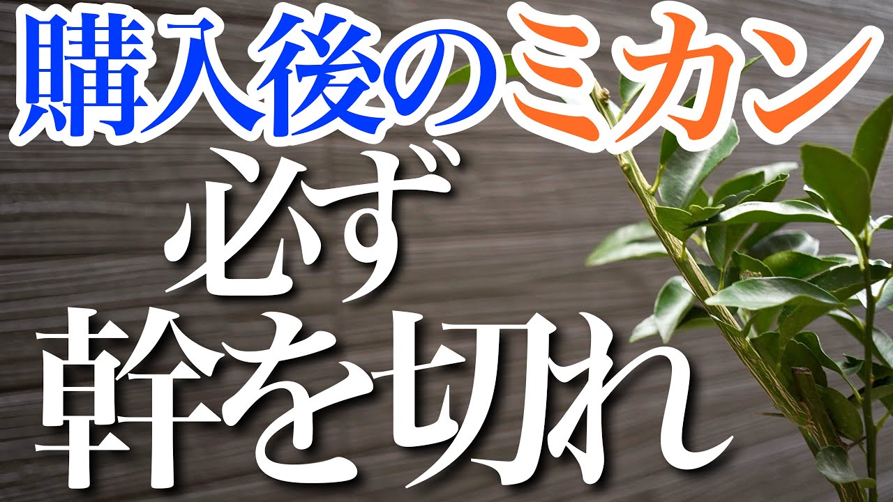 【全部みせます】購入後のみかんの苗　植え付けから剪定・幹の切り戻しを教えます【花芽】