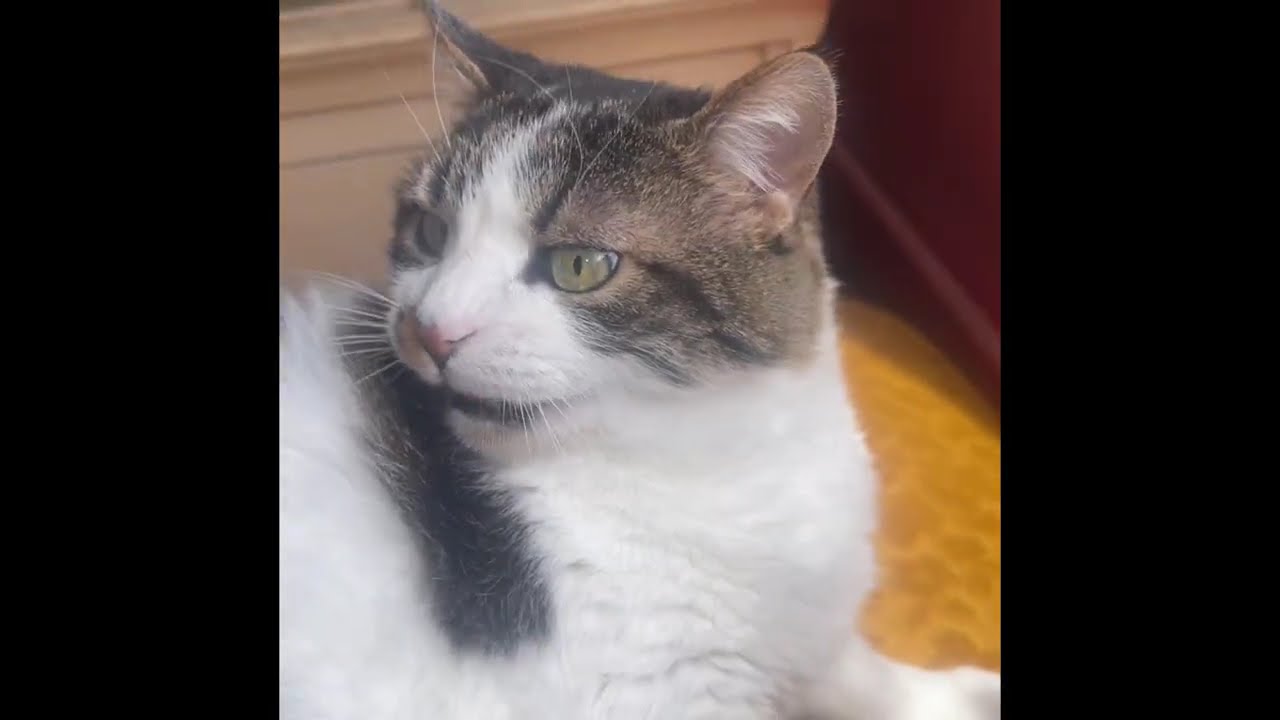 😻Why is this cat like this?😄Plus a tiny cameo by Miya@QueenBenekCatsofIstanbul 