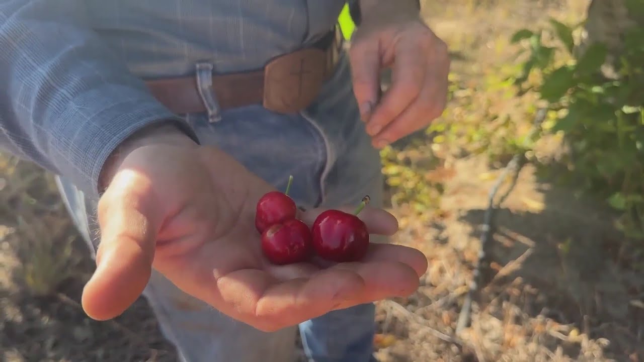 Devastating cherry season, the impact on Fresno County farmers