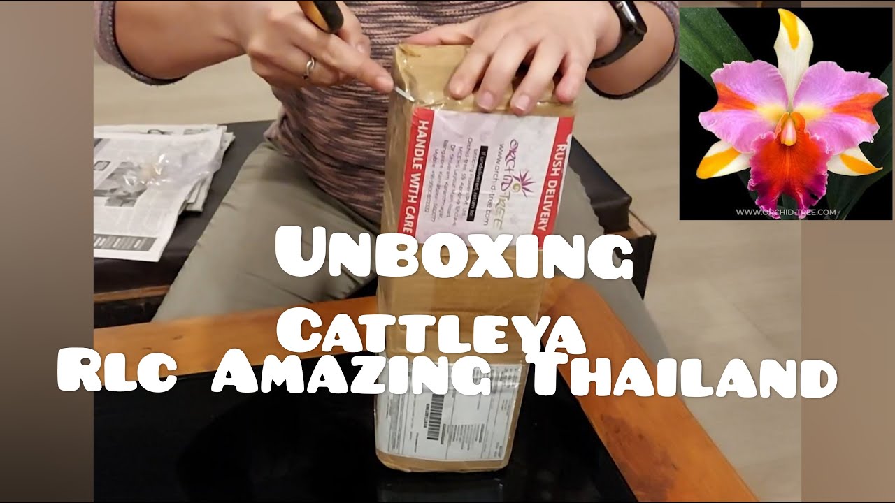 Cattleya Rlc Amazing Thailand | UNBOXING