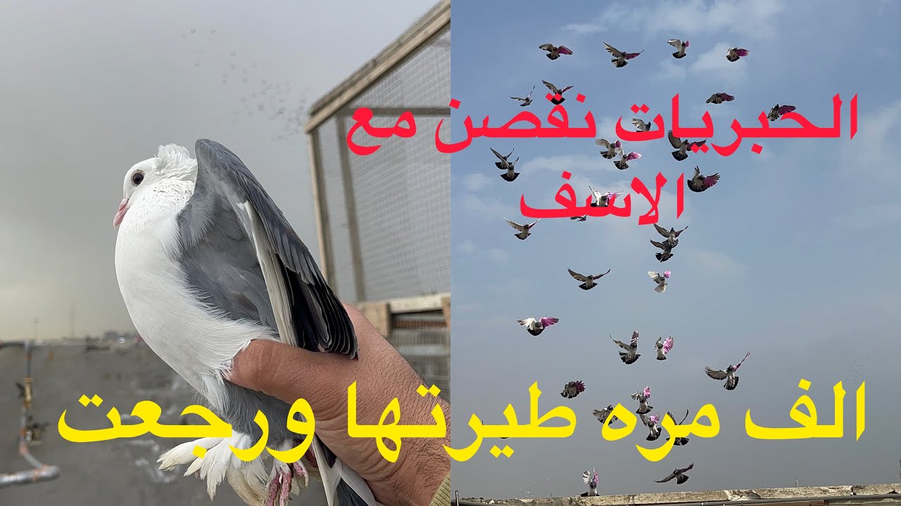 صيد شعله ب الاج والحبريات فشلنه