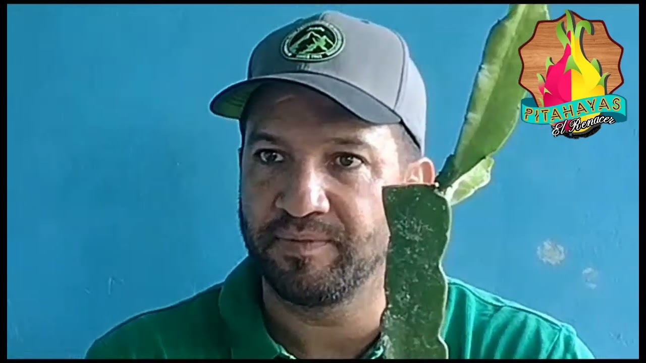 Descripción de la Pitahaya María Rosa