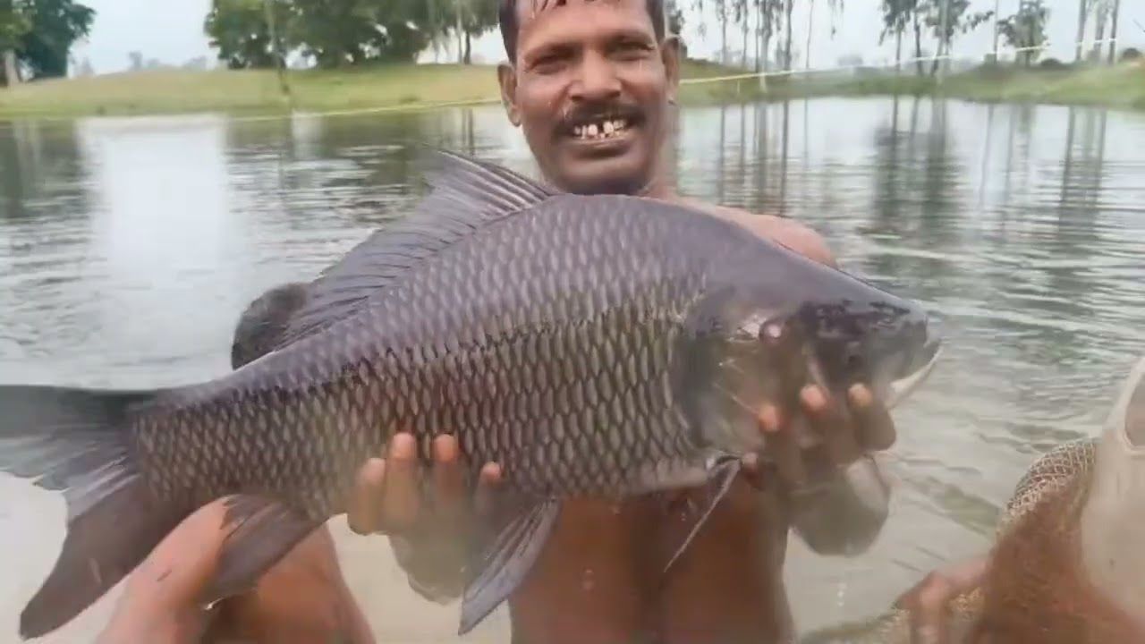 তালপুকুরে মাছ দেখনো হলো আগামী খেলা ২১/০৯/২৫ টিকিট মুল্য ৩০০০-/ 