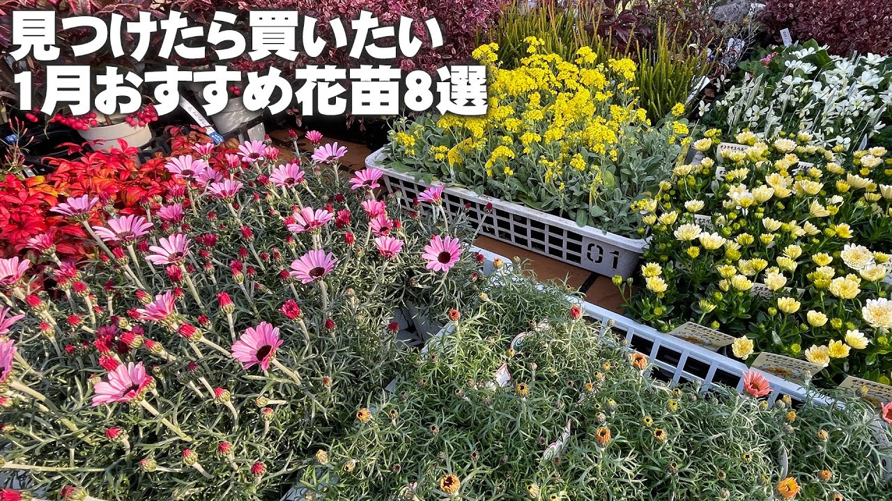 【1月入荷のおすすめ花苗８選】ローダンセマム／オステオスペルマム／ビオラ／アリッサム／スカビオサ／プリムラジュリアン【園芸】【ガーデニング】