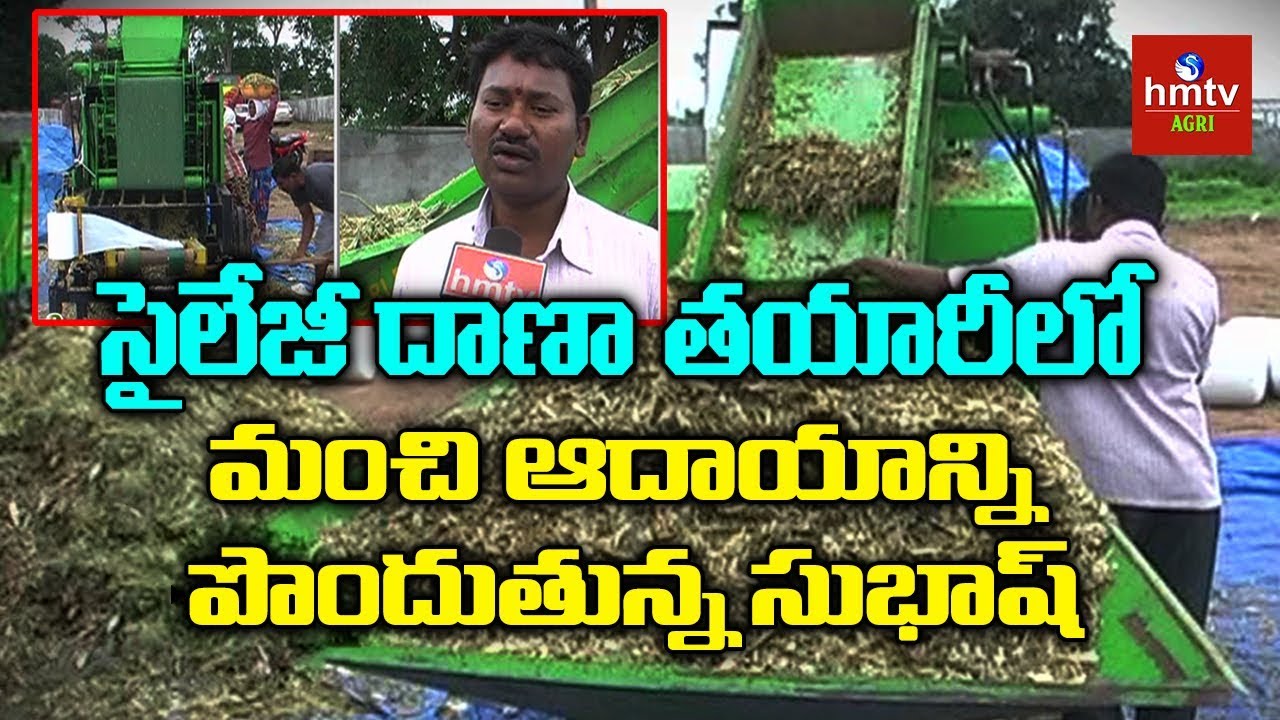 Farmer Earning High Profits In Corn Silage Feeding Production | hmtv Agri