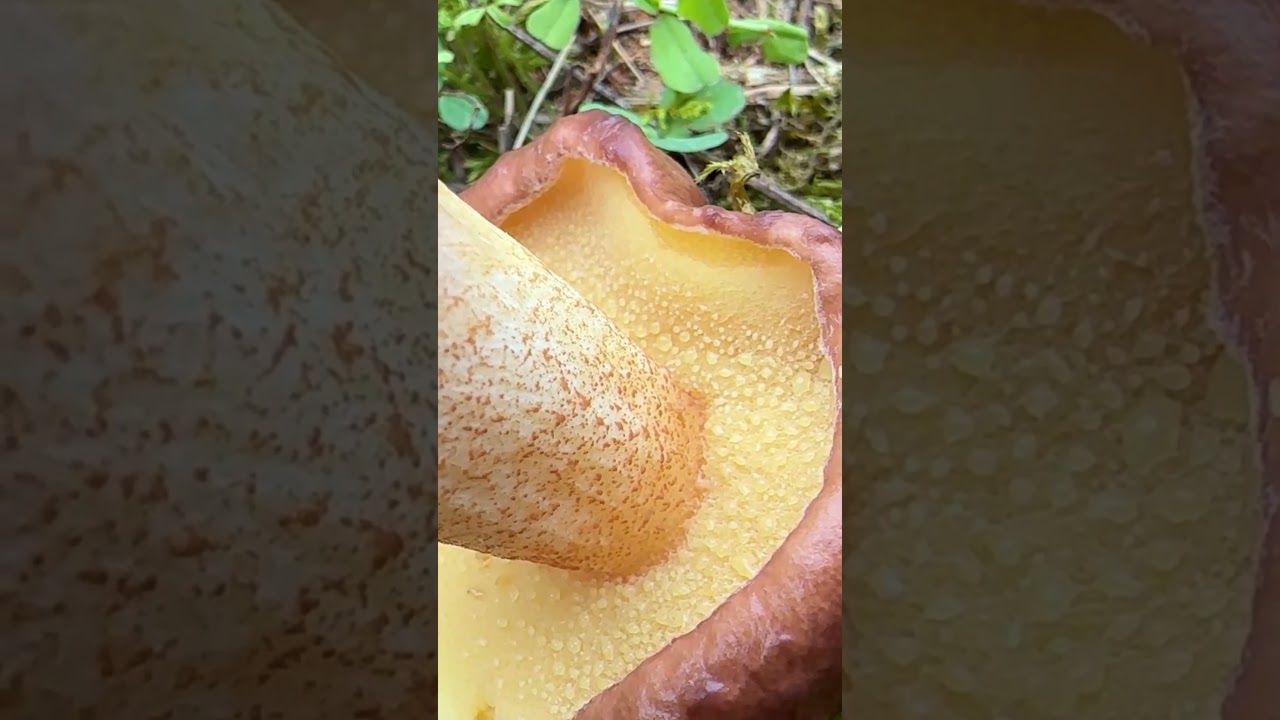 #butterpilz #suillus #schmierr&ouml;hrlinge #pilzesammeln #pilzwanderung #pilzebestimmen #pilze #fungi