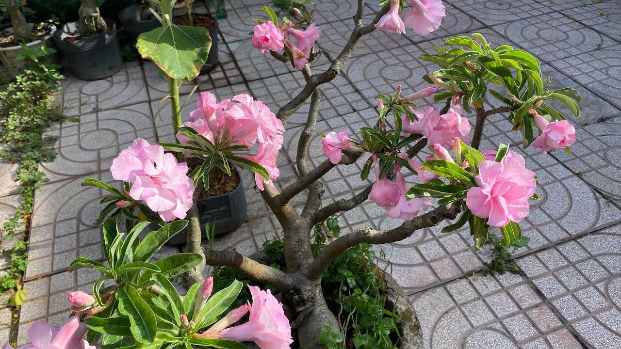 Mùng 3 Tết Cho ca nhà xem cay mai trước ngõ 