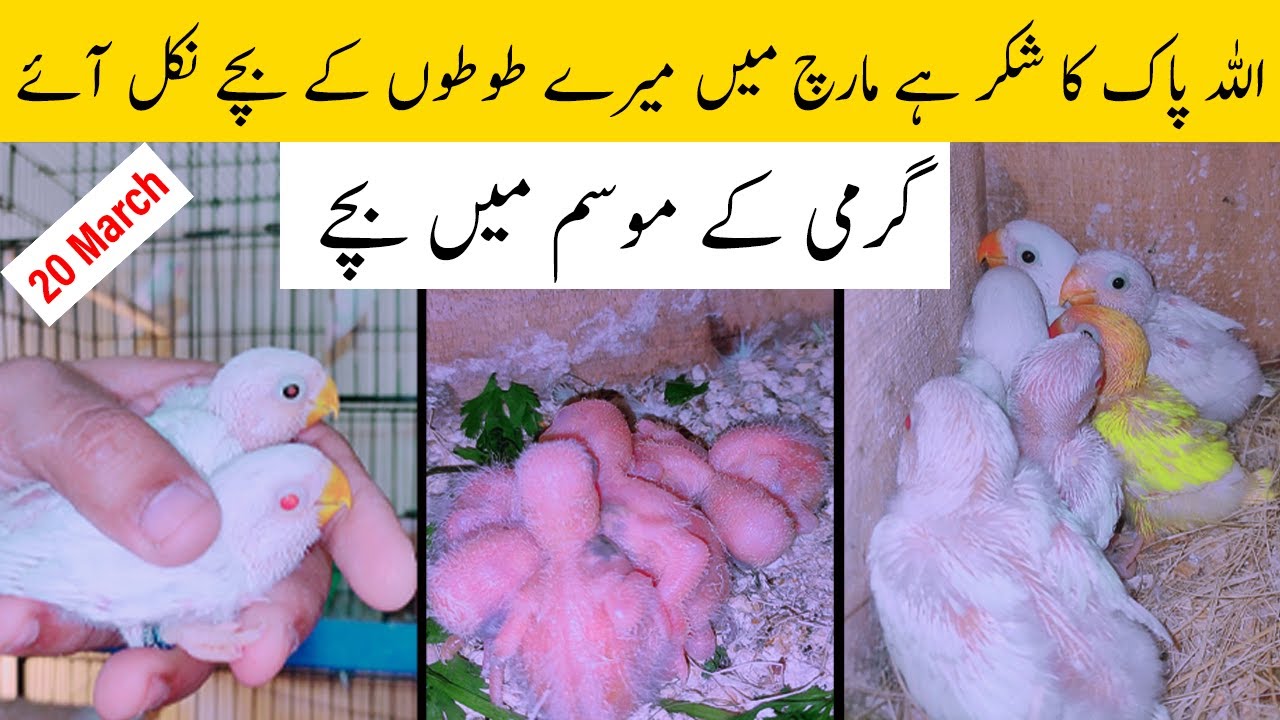 Lovebirds Breeding Progress March 2023| Albino Red Eyes | Parblue Pastelino | Lutinu Red Eyes