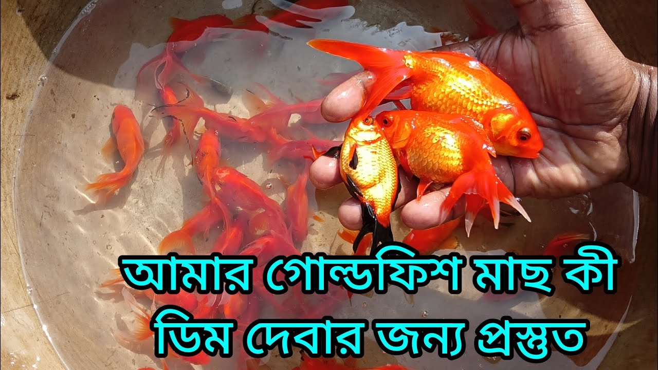আমার গোল্ডফিশ মাছ কী ডিম দেবার জন্য প্রস্তুত #goldfish #goldfishbriding #goldfishbrid #goldfishfram 