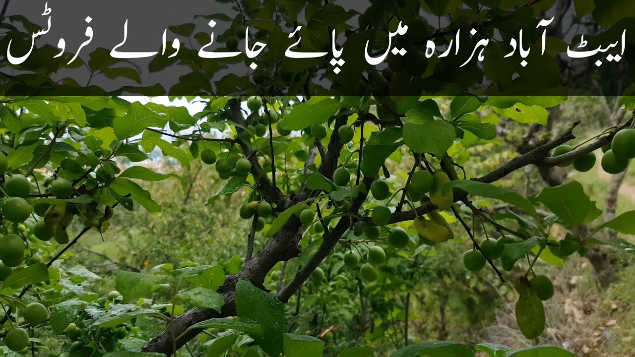 Fruit Trees of Amirabad Hazara, a small village in Abbottabad.