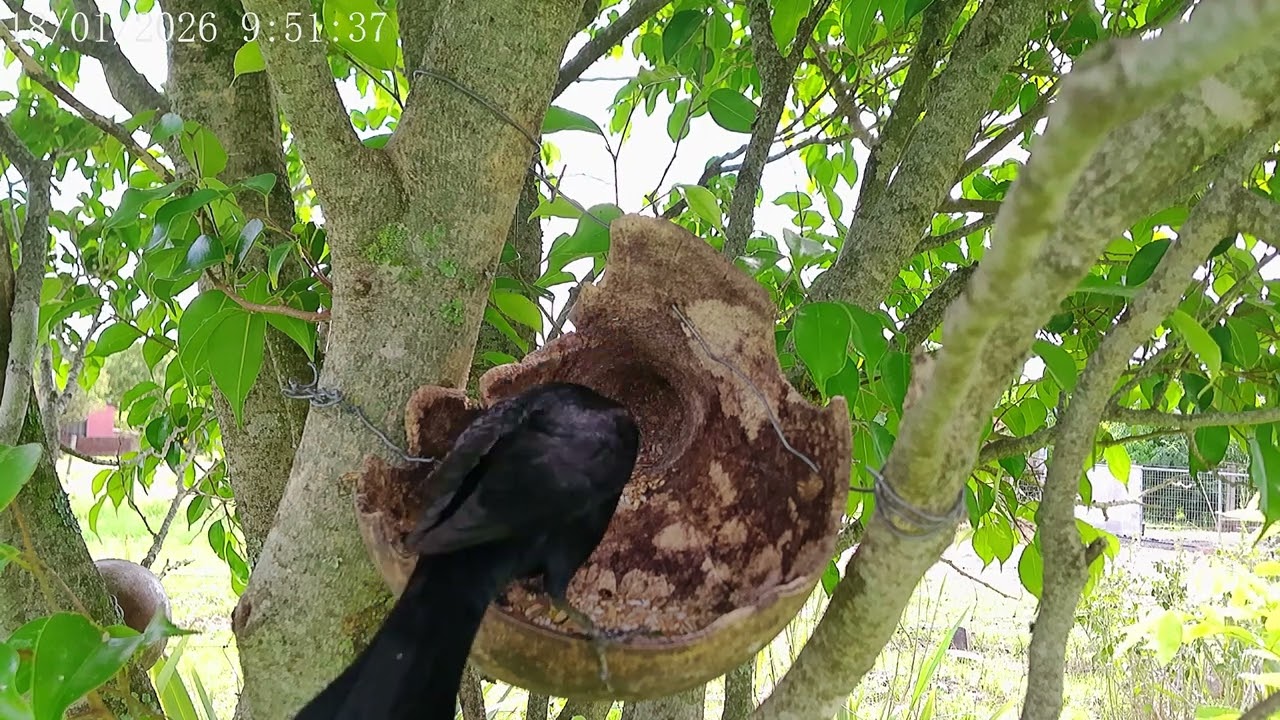 Chupim - Shiny Cowbird 🖤