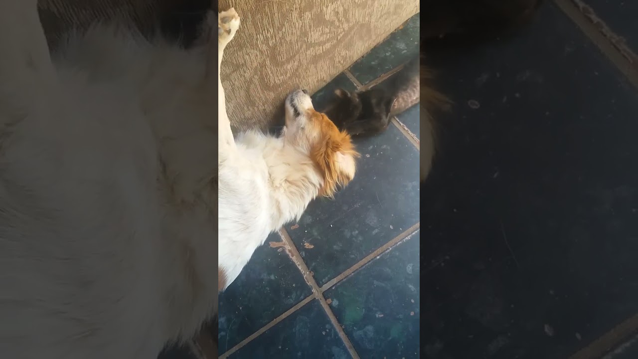 Duque e sua amiga Duquesa.😉🤗🐕🐈🐶🐱
