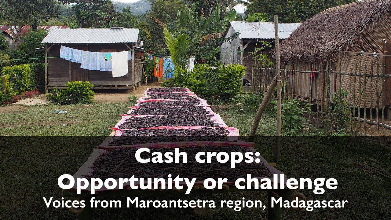 Madagascar: Cash crops - opportunity or challange? Voices of Maroantsetra region
