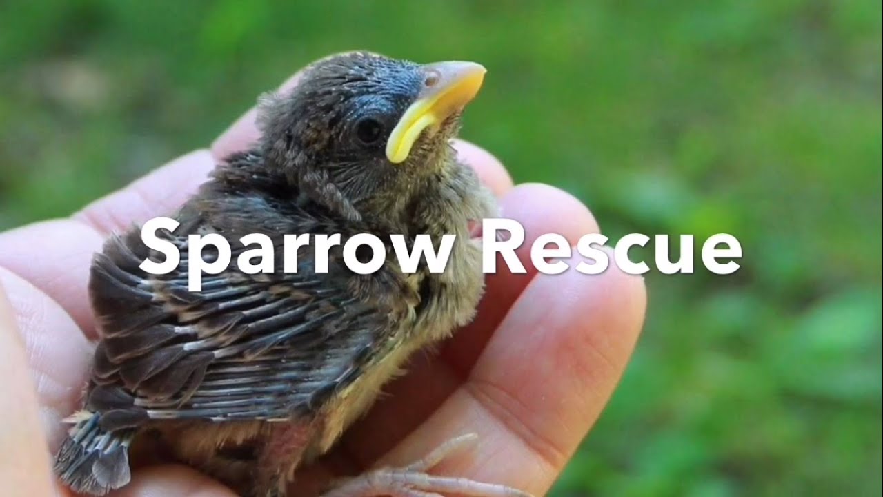 Sparrow Rescue - part one