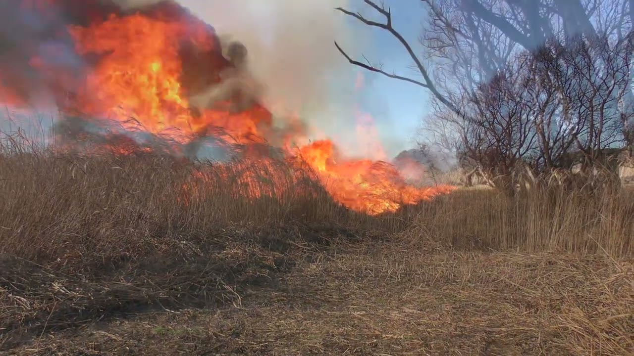 2026の菅生沼の野焼き：Controlled burning in Sugao-numa Marsh, Ibaraki Prefecture
