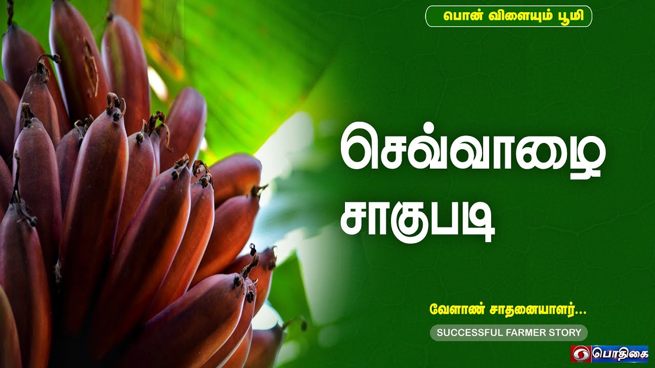 செவ்வாழை  சாகுபடி | Successful Farmer