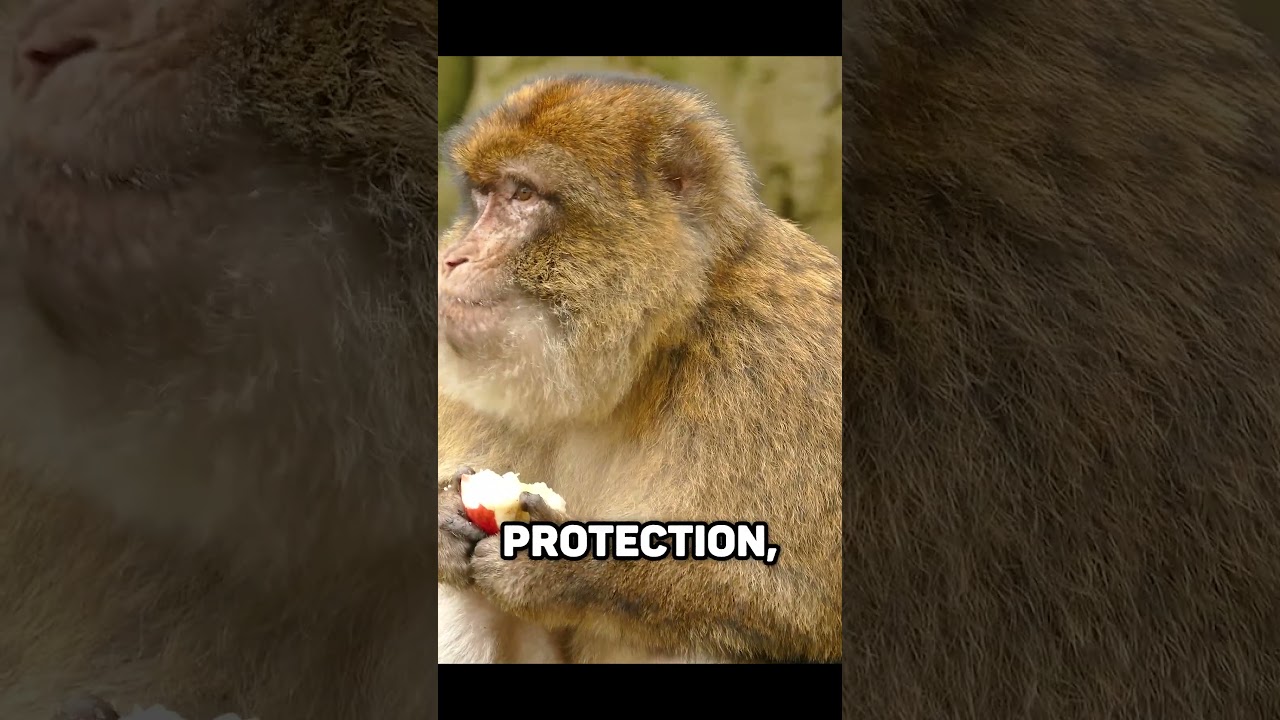 How Social is a Monkey? #monkeys