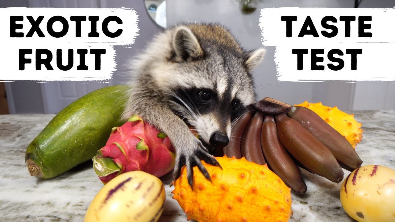 Raccoon Taste Tests Exotic Fruits!
