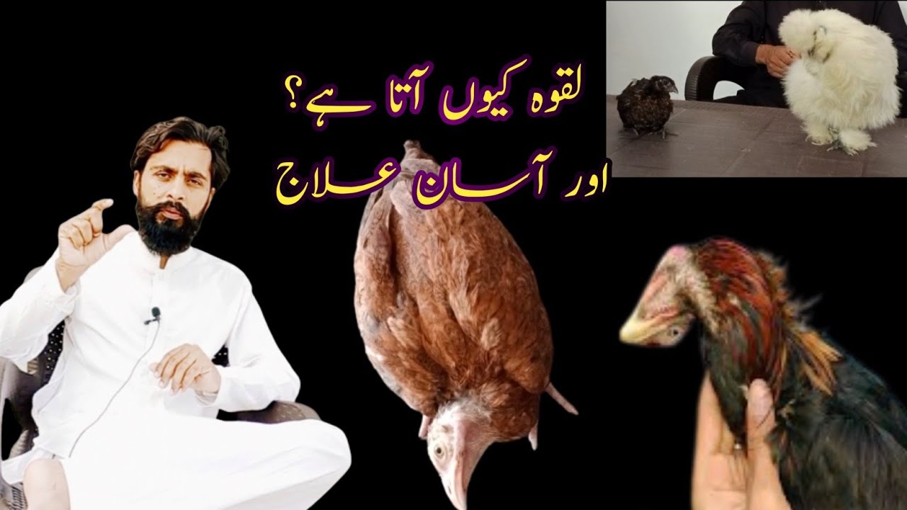 Laqwa ka ilaj in aseel || لقوہ کا آسان علاج