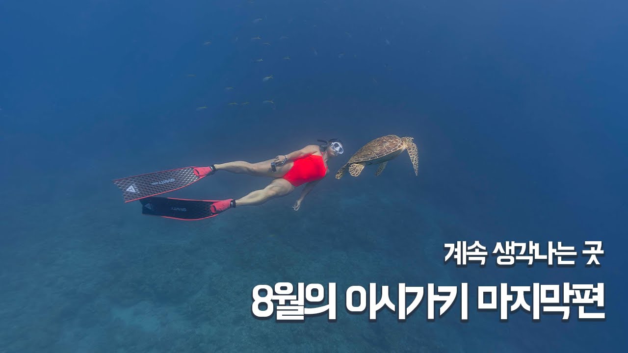 8월의 이시가키 | 이시가키 프리다이빙 마지막편