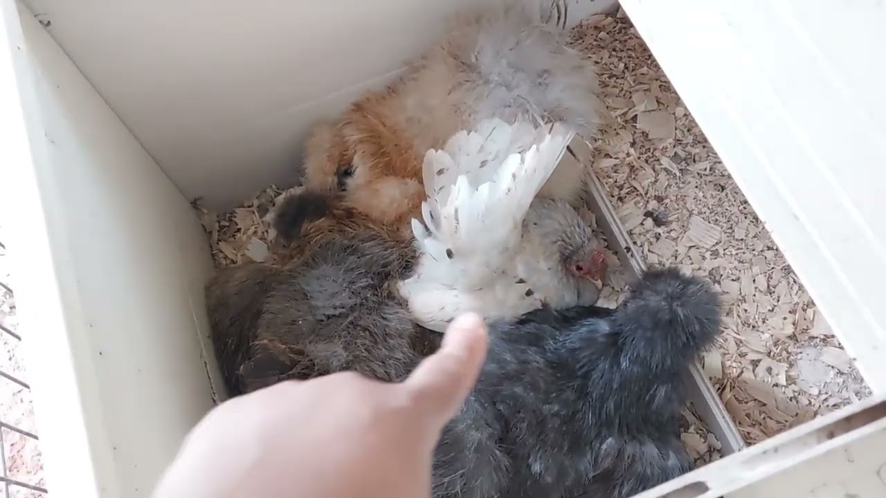 New Age Pet ECOFLEX Fontana Chicken Barn: 8 months later filled with broody silkies and seramas