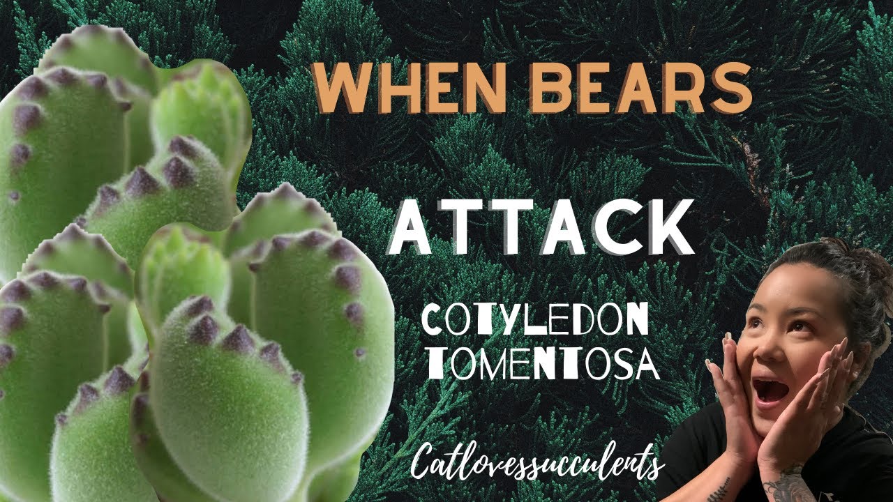 WHEN BEARS ATTACK!! COTYLEDON TOMENTOSA! 
