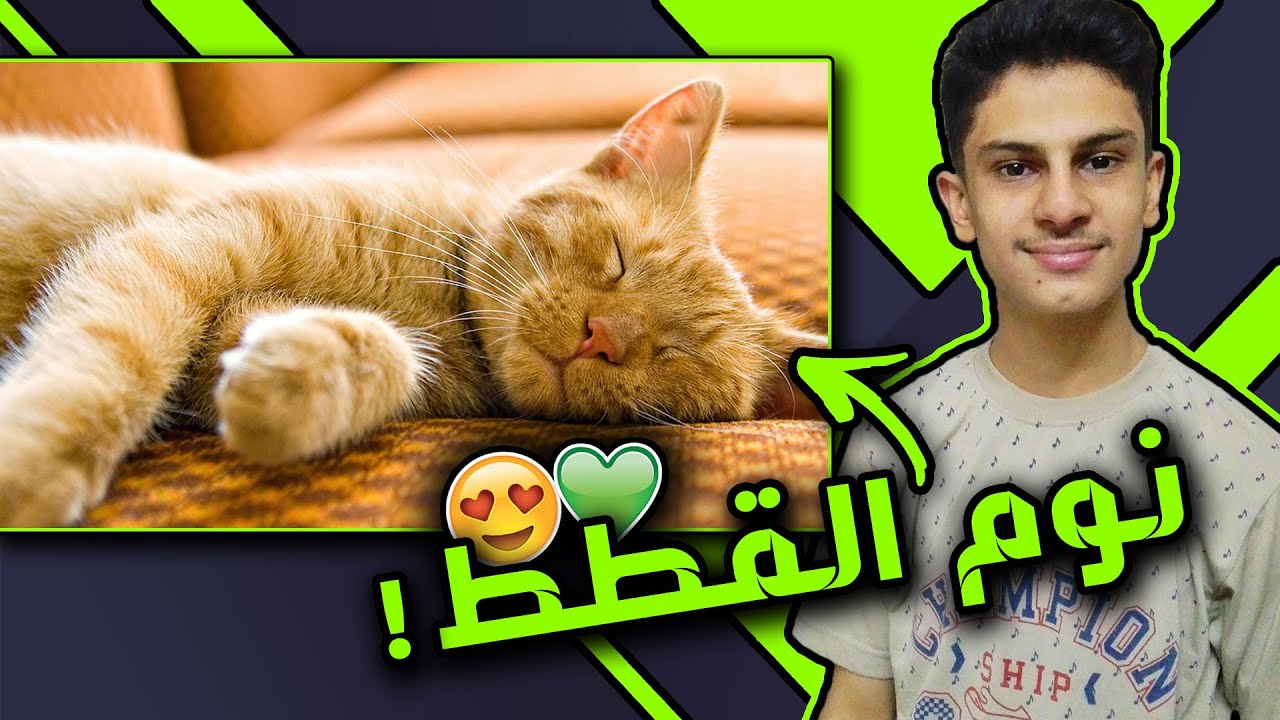 طريقة تدريب القطط على النوم في نفس موعد نومك ( طريقتين بفيديو واحد )