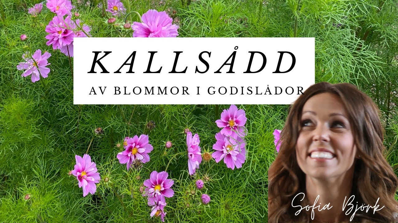 Kallsådd av blommor i godislådor