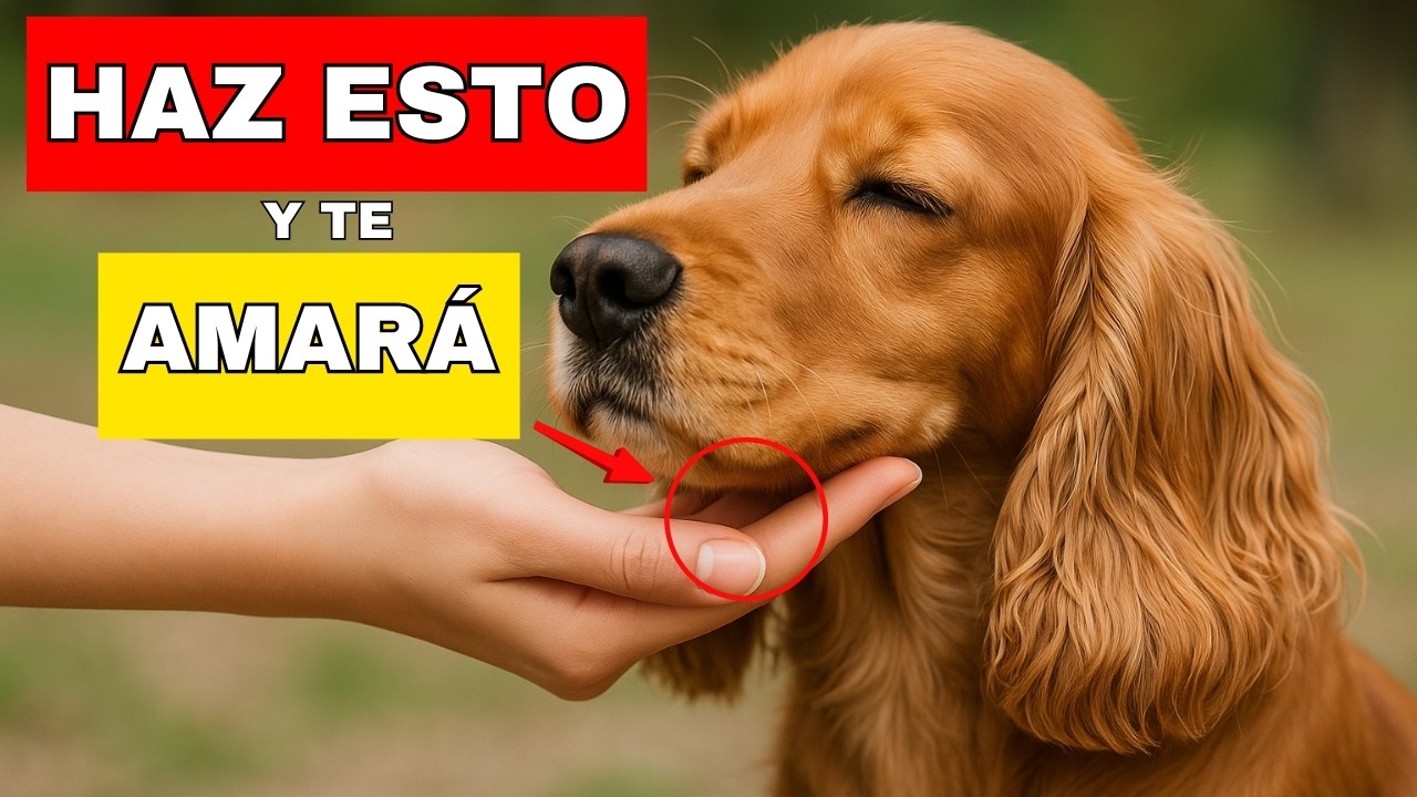 Mi perro nunca fue tan feliz hasta que hice estas 7 cosas!