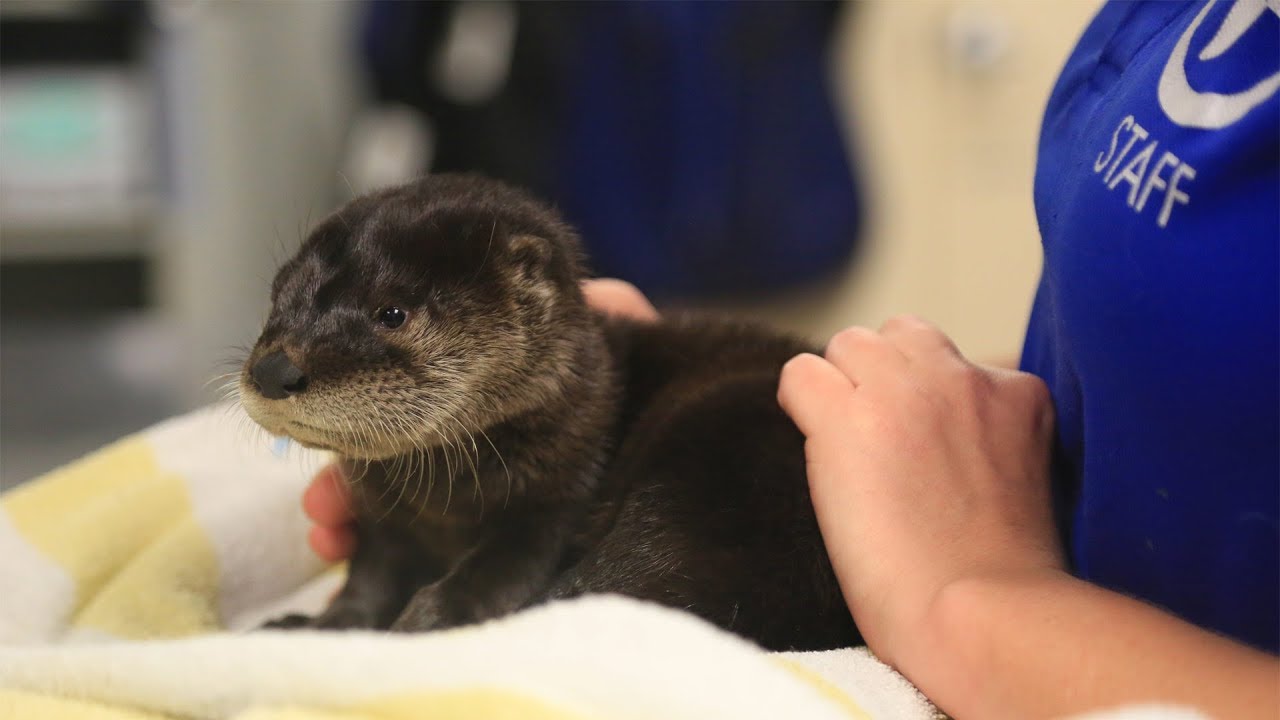 Abe the Rescued Baby Otter Kit Arrives at CMA
