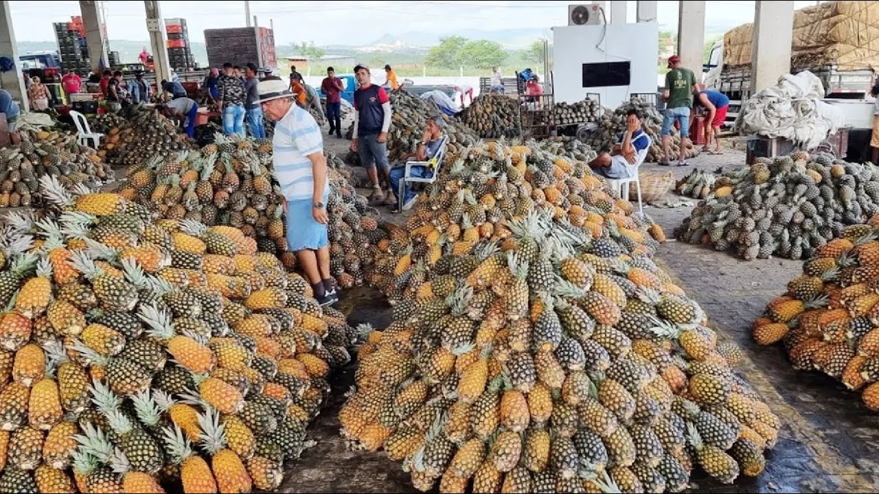 ABACAXI QUASE DE GRAÇA NA CEACA EM CARUARU-PE. ISTO É NORDESTE!