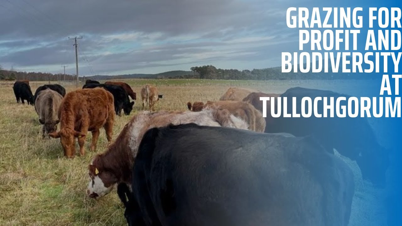 Grazing for Profit and Biodiversity at Tullochgorum
