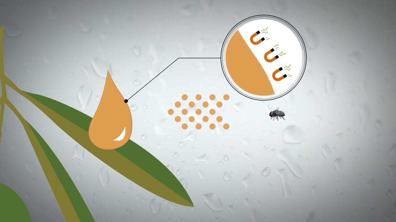 Spintor® CEBO – Aplicación óptima para combatir la mosca del olivo