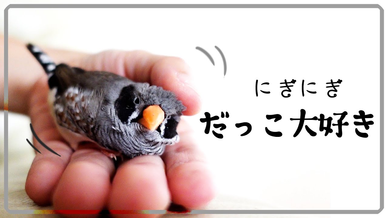 手に猛ダッシュしてくるキンカチョウ♡手乗りベタ慣れで激カワ♡何をされても逃げません。budgerigar/zebra finch
