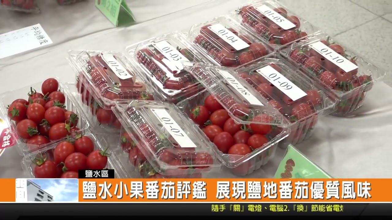 鹽水小果番茄評鑑 展現鹽地番茄優質風味-新永安新聞