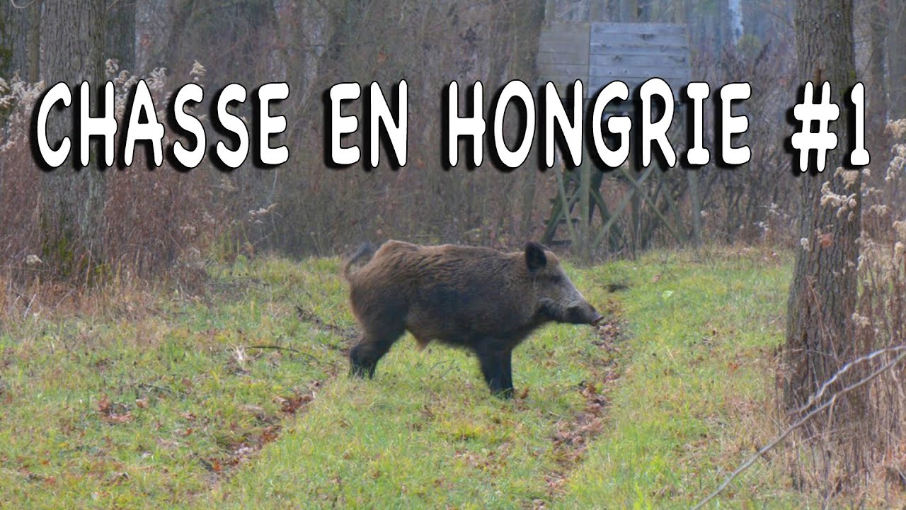 Chasse en Hongrie #1 - Battue aux grands gibiers (4K)