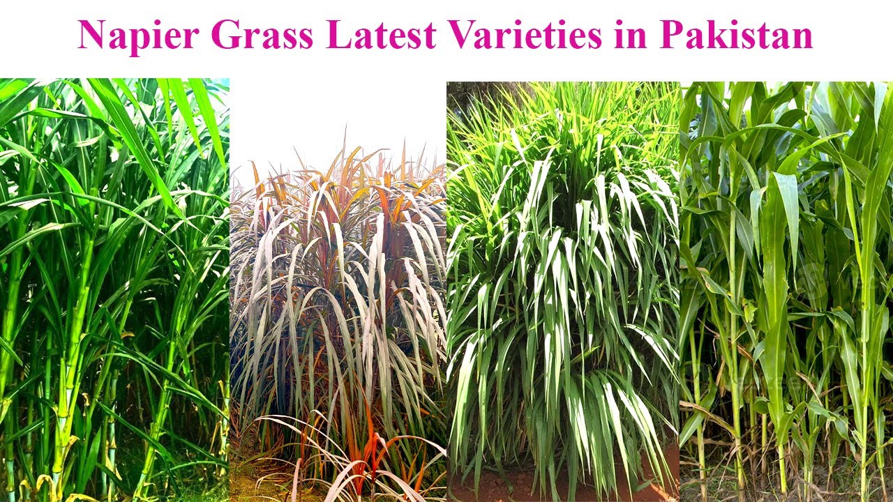 Napier Grass Latest Varieties in Pakistan | Sugarcane Napier | Maize Napier | Sorghum | Smart Napier