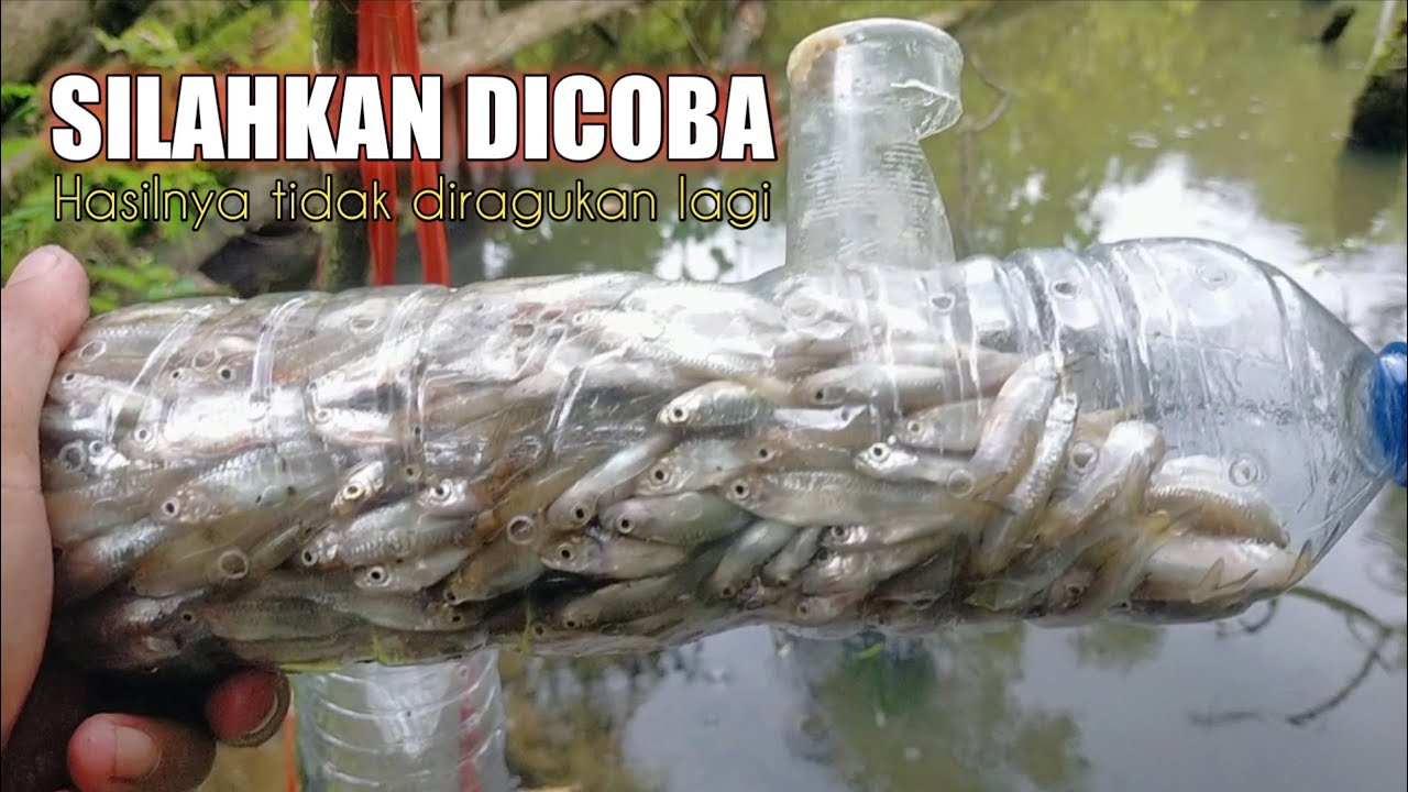 Panen ikan wader dengan perangkap botol