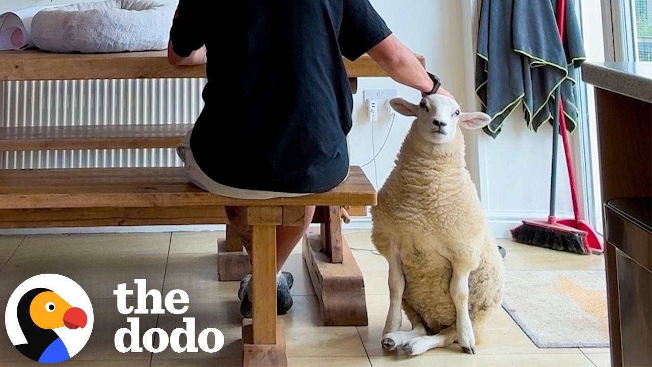 Disabled Lamb Becomes Her Dad’s Wedding Ring Bearer | The Dodo