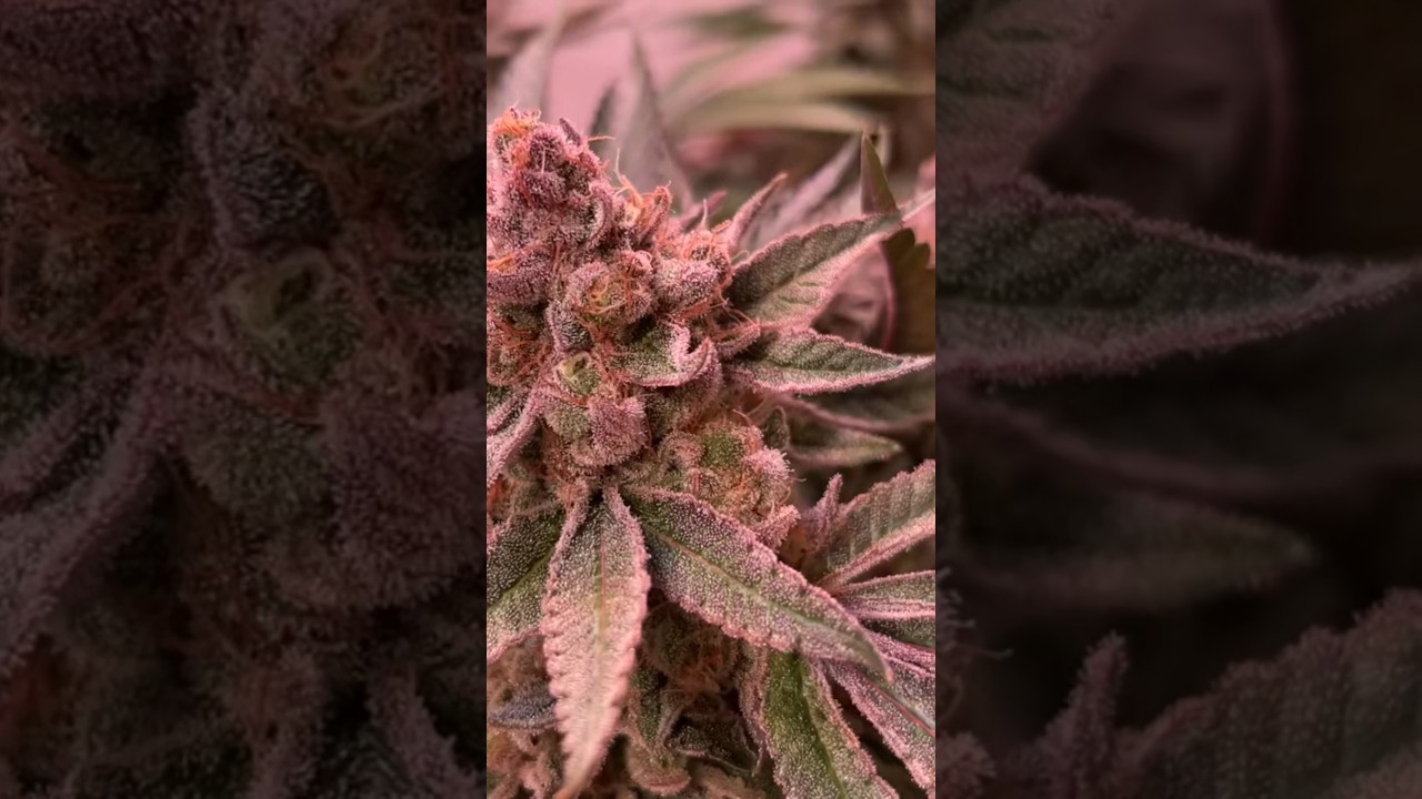 Seriotica by Serious Seeds