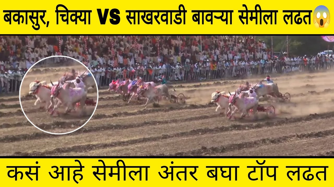 बकासुर, चिक्या VS साखरवाडी बावऱ्या सेमीला लढत 😱 कोण झालं फायनलला पात्र कसा आहे स्पीड मंग 🔥