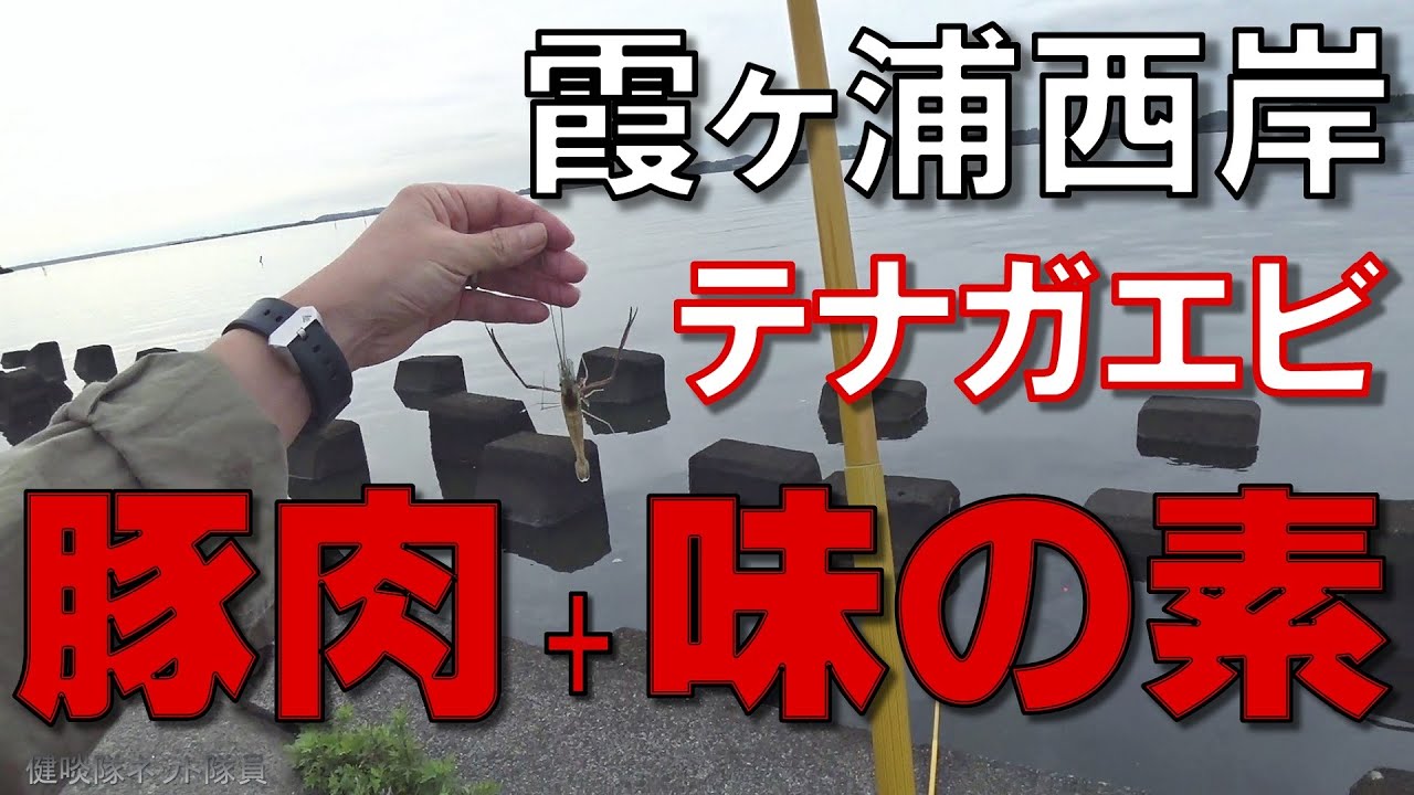 【テナガエビ釣り 】お手軽 最強エサ(豚肉＋味の素)で爆釣【メッカ霞ヶ浦】健啖隊ネット隊員(y.katsu)