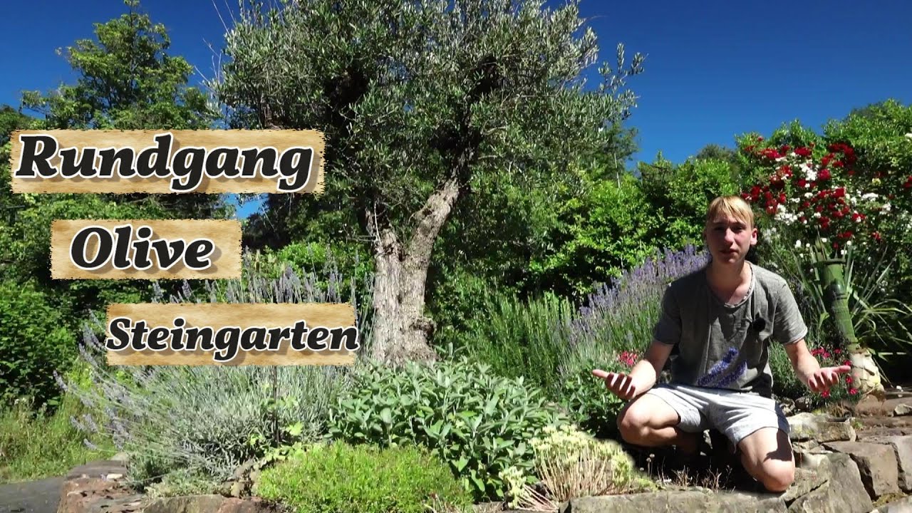 Rundgang beim Olivenbaum und Steingarten