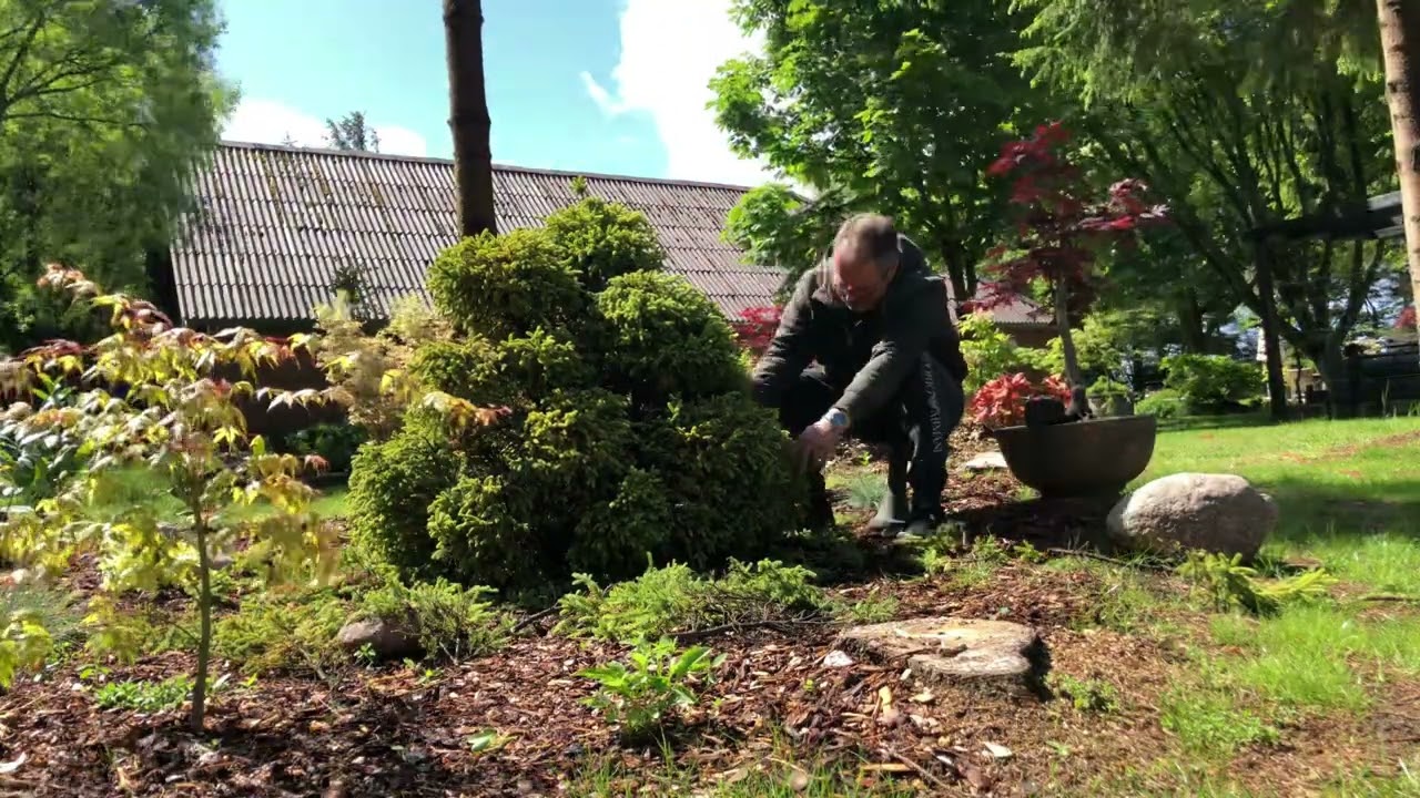 Cloud pruning
