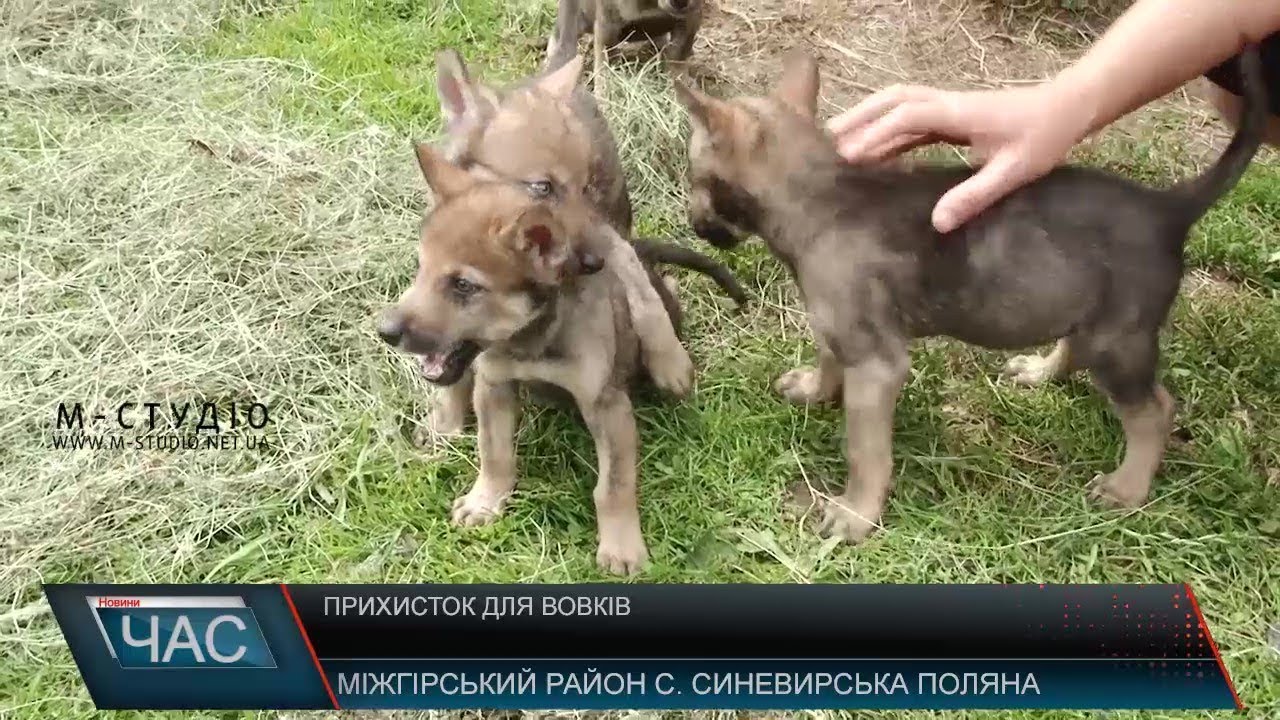 Прихисток для вовків